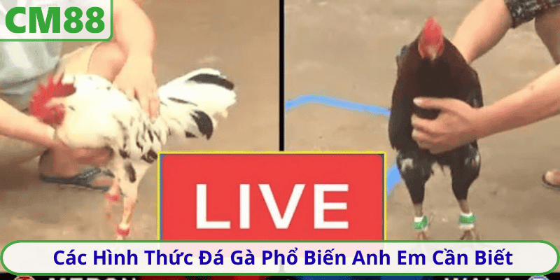 Các Hình Thức Đá Gà Phổ Biến Anh Em Cần Biết