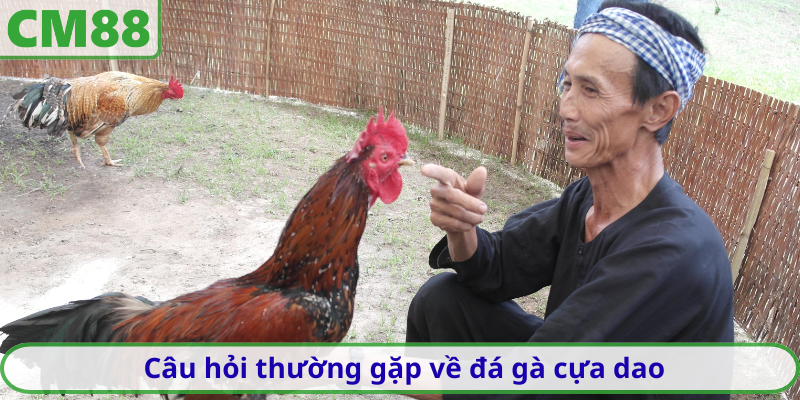 Câu hỏi thường gặp về đá gà cựa dao