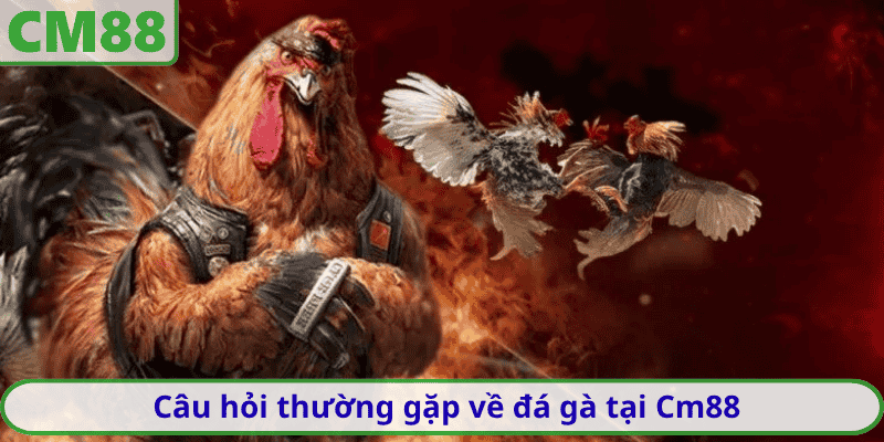 Câu hỏi thường gặp về đá gà tại Cm88