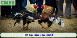 Đá Gà Cựa Dao Cm88