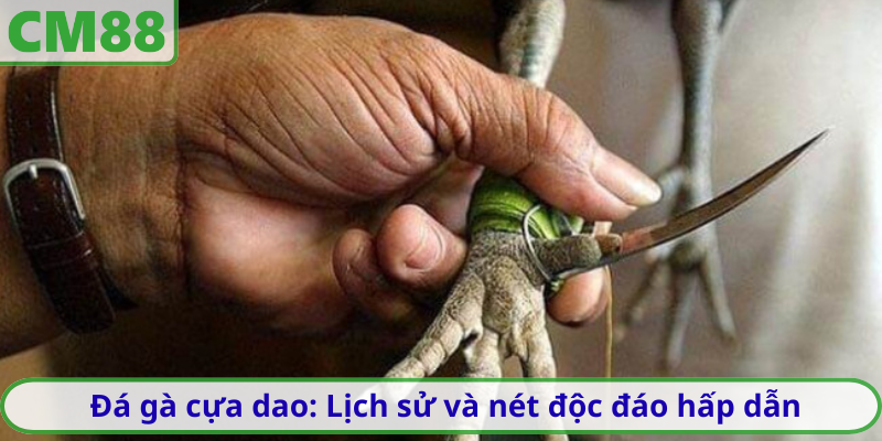 Đá gà cựa dao: Lịch sử và nét độc đáo hấp dẫn