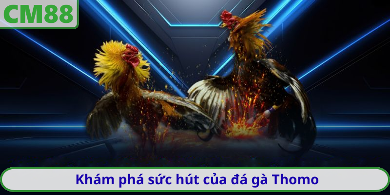 Khám phá sức hút và ảnh hưởng của đá gà Thomo hiện nay