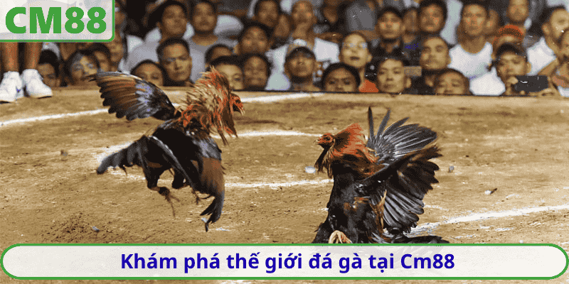 Khám phá thế giới đá gà tại Cm88