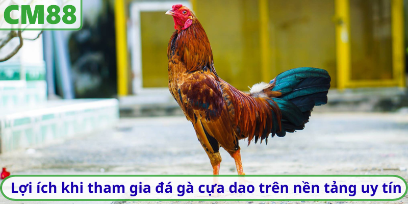 Lợi ích khi tham gia đá gà cựa dao trên nền tảng uy tín