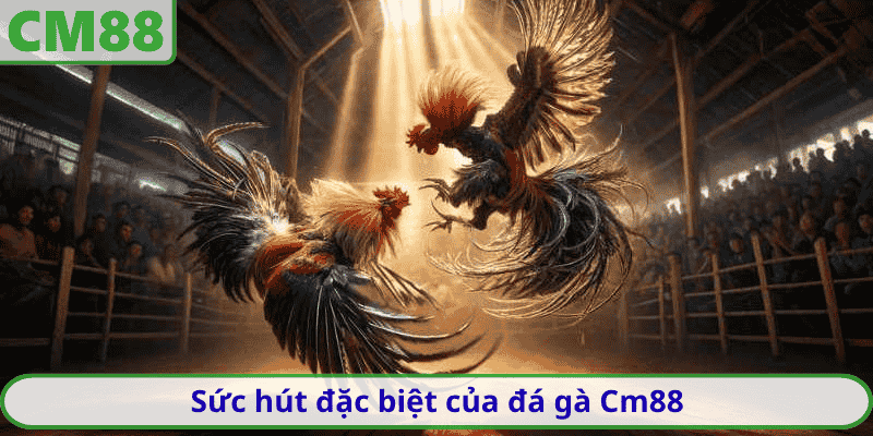 Sức hút đặc biệt của đá gà Cm88 