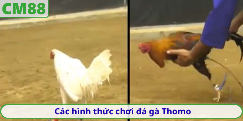 Các hình thức chơi đa dạng nâng tầm trải nghiệm đá gà Thomo